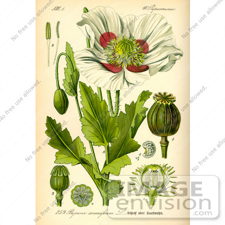 #13951 Picture of Opium Poppy (Papaver somniferum) by JVPD
