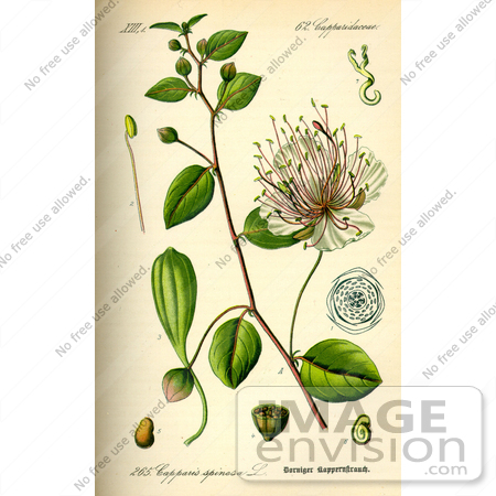 #13955 Picture of Caper (Capparis spinosa) by JVPD