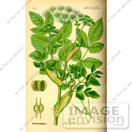 #13963 Picture of Angelica Silvestris by JVPD