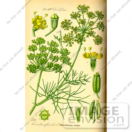 #13966 Picture of Fennel (Foeniculum vulgare) by JVPD