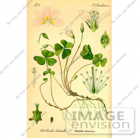 #13968 Picture of Common Wood Sorrel (Oxalis acetosella) by JVPD