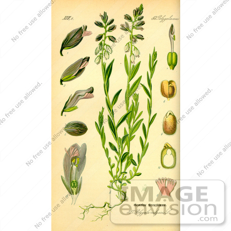 #13973 Picture of Common Milkwort (Polygala vulgaris) by JVPD