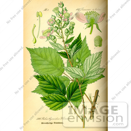 #13977 Picture of Brambles (Rubus candidans) by JVPD