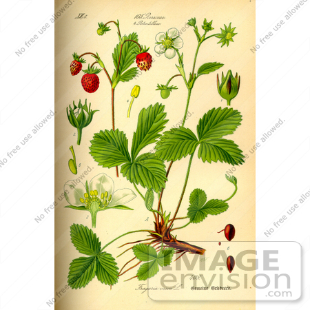 #13981 Picture of Woodland Strawberry (Fragaria vesca) by JVPD