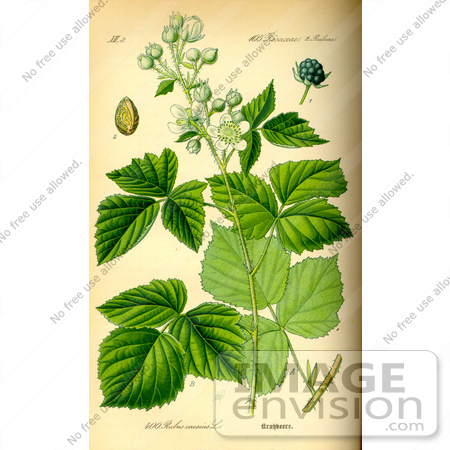 #13983 Picture of European dewberry (Rubus caesius) by JVPD