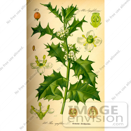 #13985 Picture of European Holly (Ilex aquifolium) by JVPD