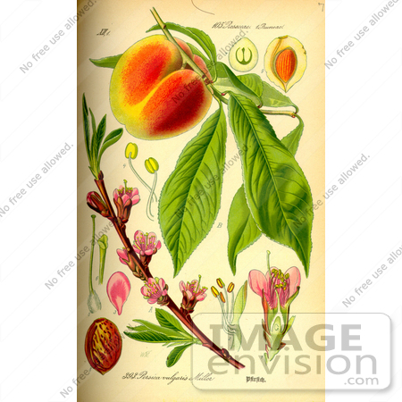 #13986 Picture of Peach (Prunus persica) by JVPD