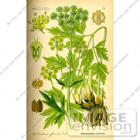 #13995 Picture of Lovage (Levisticum officinale) by JVPD