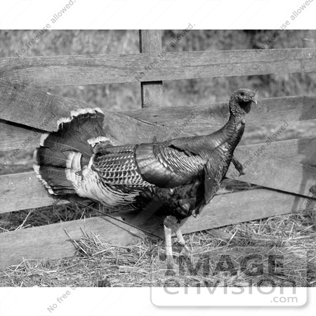 #1400 Photo of a Live Turkey Bird by a Wooden Fence by JVPD