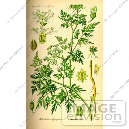 #14002 Picture of Fool’s Parsley, Fool’s Cicely (Aethusa cynapium) by JVPD