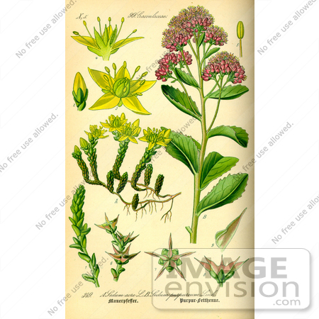 #14003 Picture of Orpine, Livelong, Witch’s Moneybags (Sedum telephium) by JVPD