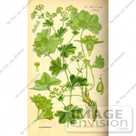 #14005 Picture of Lady’s Mantle, Lions Foot, Common Lady’s Mantle, Bear’s Foot, Common Alchemil (Alchemilla vulgaris) by JVPD