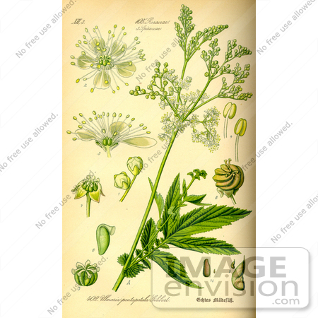 #14012 Picture of Meadowsweet, Queen of the Meadow, Pride of the Meadow, Meadow-Wort, Bridewort (Filipendula ulmaria) by JVPD
