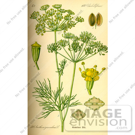 #14016 Picture of Dill (Anethum graveolens) by JVPD