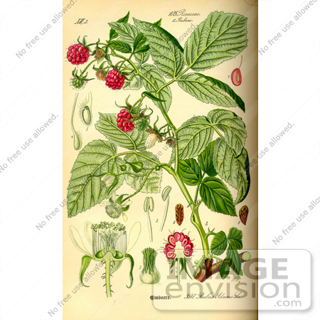 #14021 Picture of Raspberry, European Raspberry, Red Raspberry (Rubus idaeus) by JVPD