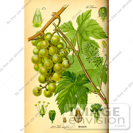 #14027 Picture of European Grapevine (Vitis vinifera) by JVPD