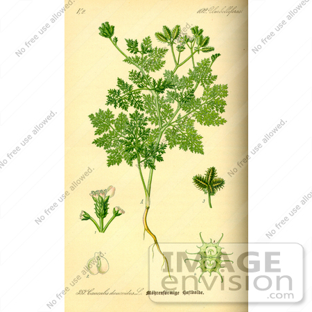 #14030 Picture of Carrot Burr Parsley (Caucalis platycarpos) by JVPD