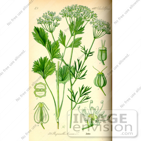 #14035 Picture of Anise, Aniseed, Anis (Pimpinella anisum) by JVPD