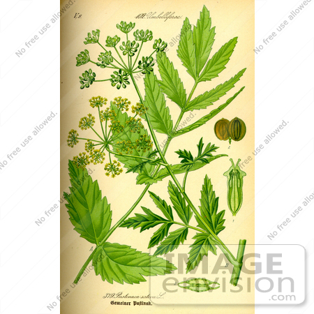 #14041 Picture of Wild Parsnip (Pastinaca sativa) by JVPD
