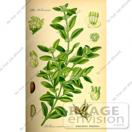#14042 Picture of Common Box, European Box, Boxwood (Buxus sempervirens) by JVPD