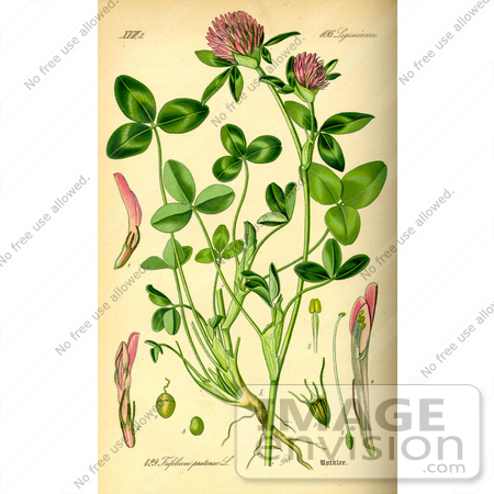 #14050 Picture of Red Clover (Trifolium pratense) by JVPD