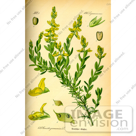 #14052 Picture of Genista Germanica by JVPD
