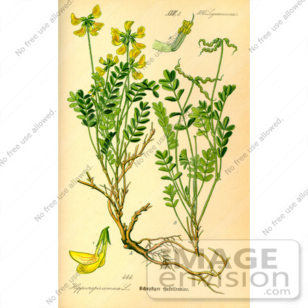 #14054 Picture of Horseshoe Vetch (Hippocrepis comosa) by JVPD