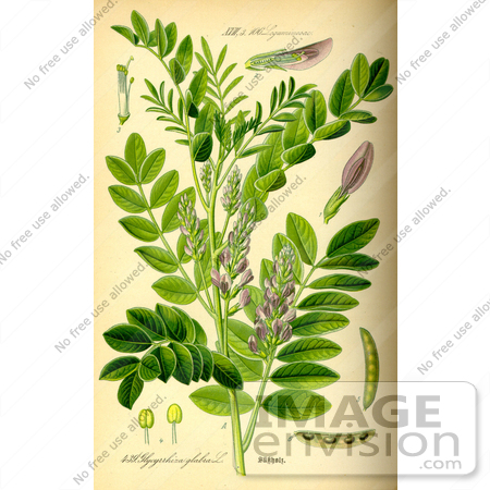 #14055 Picture of Liquorice, Licorice (Glycyrrhiza glabra) by JVPD