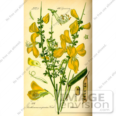 #14061 Picture of Common Broom (Cytisus scoparius) by JVPD