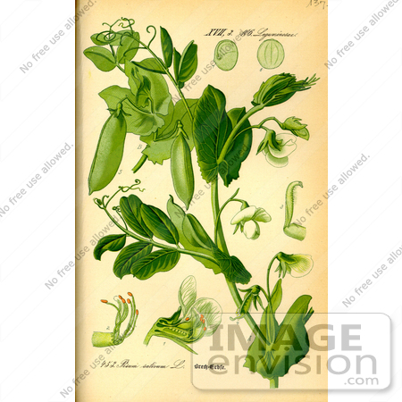 #14062 Picture of Garden Pea, English Pea, Green Pea, Snap Pea (Pisum sativum) by JVPD
