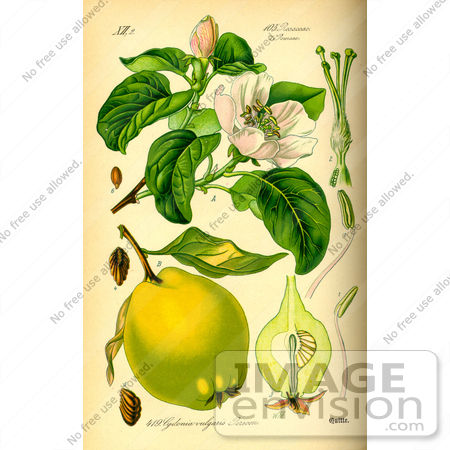 #14066 Picture of Quince (Cydonia oblonga) by JVPD