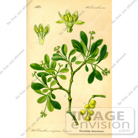 #14070 Picture of Loranthus Europaeus Mistletoe by JVPD