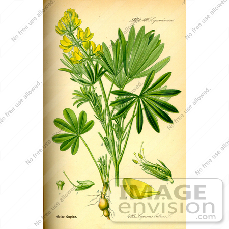 #14073 Picture of Yellow Lupin (Lupinus luteus) by JVPD