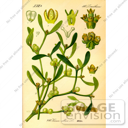 #14074 Picture of European Mistletoe, Common Mistletoe (Viscum album) by JVPD