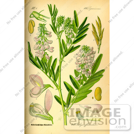 #14080 Picture of Goat’s Rue, French Lilac, Italian Fitch or Professor-weed (Galega officinalis) by JVPD