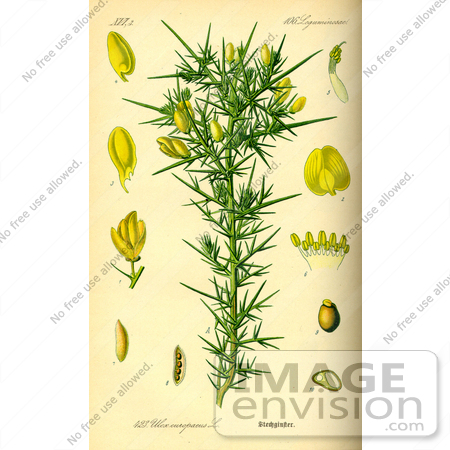#14081 Picture of Common Gorse (Ulex europaeus) by JVPD