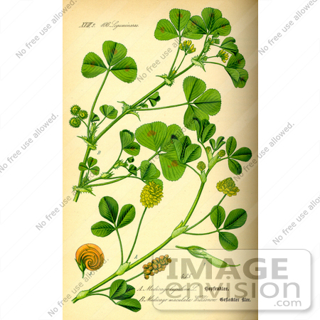 #14084 Picture of Spotted Medick (Medicago arabica) by JVPD