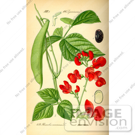 #14085 Picture of Runner Bean, Scarlet Runner Bean (Phaseolus coccineus) by JVPD