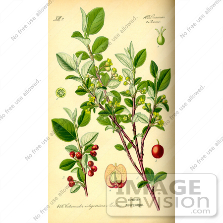 #14086 Picture of Common Cotoneaster (Cotoneaster integerrimus) by JVPD
