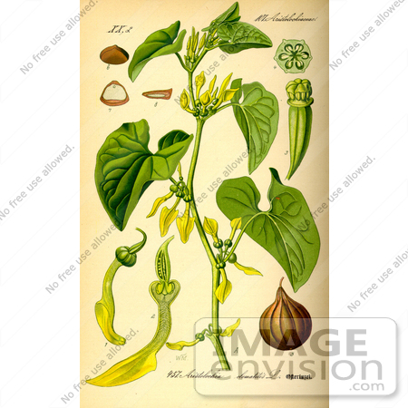 #14088 Picture of Birthwort (Aristolochia clematitis) by JVPD