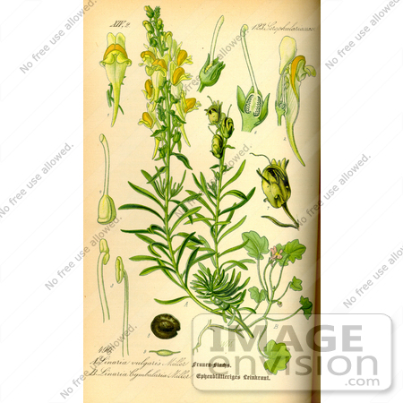 #14093 Picture of Common Toadflax (Linaria vulgaris) by JVPD