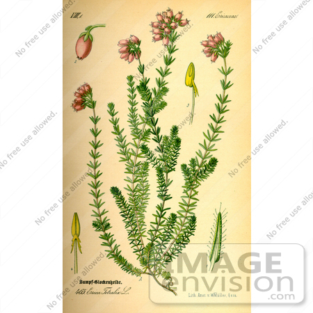 #14094 Picture of Cross Leaved Heath (Erica tetralix) by JVPD