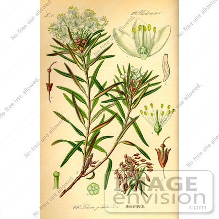 #14102 Picture of Marsh Tea, Wild Rosemary (Ledum palustre) by JVPD