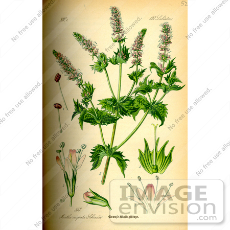 #14103 Picture of Spearmint (Mentha spicata) by JVPD