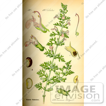 #14113 Picture of Cut Leaved Germander (Teucrium botrys) by JVPD