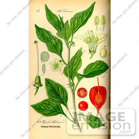 #14121 Picture of Bladder-Cherry, Chinese Lantern, Japanese-Lantern, Winter Cherry (Physalis alkekengi) by JVPD