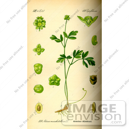 #14122 Picture of Moschatel, Muskroot (Adoxa moschatellina) by JVPD
