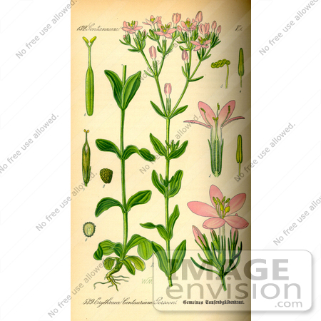 #14126 Picture of Common Centaury (Centaurium erythraea) by JVPD