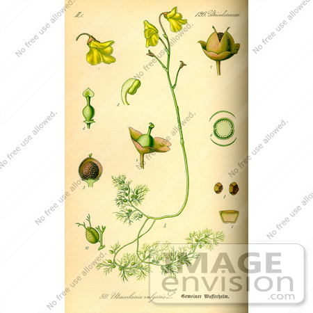 #14129 Picture of Common Bladderwort (Utricularia vulgaris) by JVPD