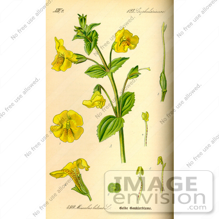 #14135 Picture of Common Monkey Flower (Mimulus guttatus) by JVPD